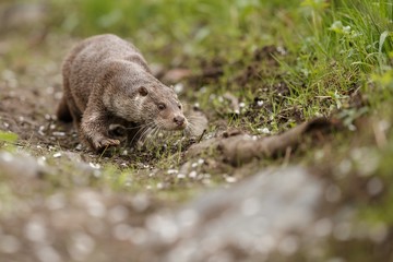 beautiful and playful river otter from Czech Republic / River otter(lutra lutra)