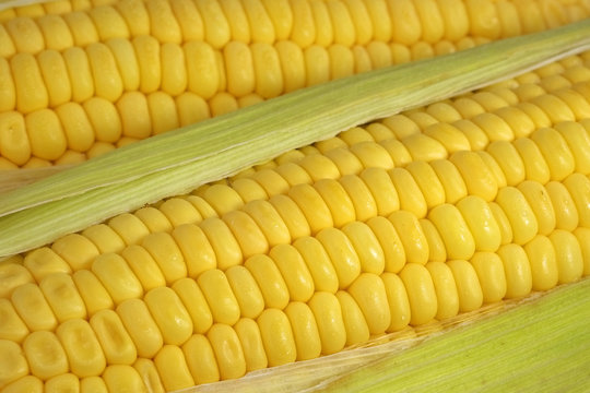 Sweet corn cob / Close up of sweet corn cob.