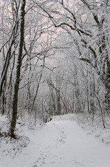 footpath in winter forest