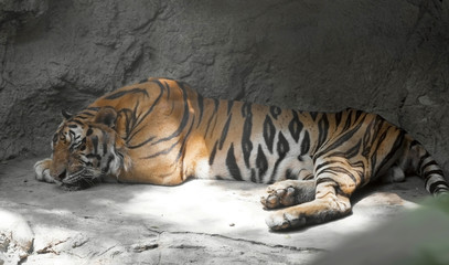 Tiger sleep / Tiger sleep on the ground.
