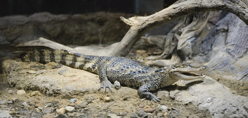 Crocodile / Crocodile lying on the ground.