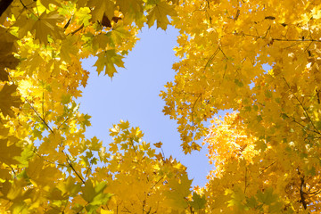 Looking up into the bright yellow leaves of Autumn's golden Maple leaves and blue sky making a great fall background.