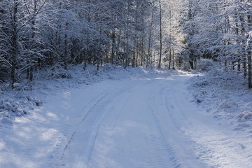 Las zimą. © boguslavus