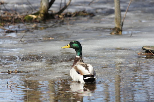 Mallard (drake) swimming in freshly thawing little pond
