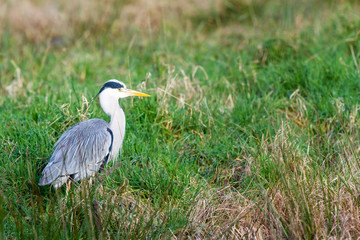 an heron in the field