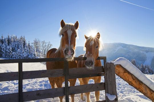 Haflinger mit Sonnenschein