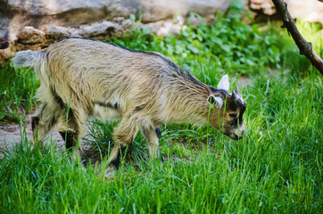 Farm north goat grazing in the green grass, natural animal background
