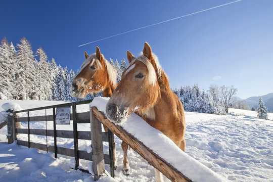 2 neugierige Haflinger 