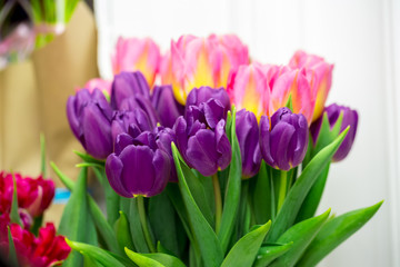 Beautiful pink and purple tulips. A bouquet of flowers for March 8, or Valentine's day