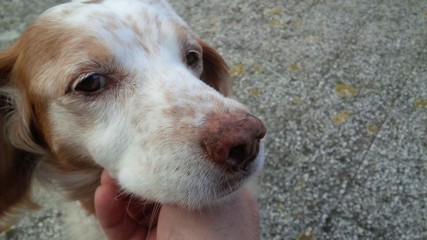 il migliore amico dell 'uomo © brunobello