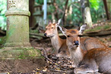 Naklejka na ściany i meble Young deers resting in Kasuga Shrine, Nara