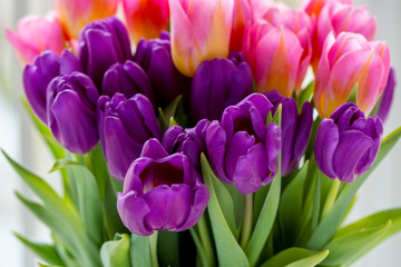 Beautiful pink and purple tulips. A bouquet of flowers for March 8, or Valentine's day