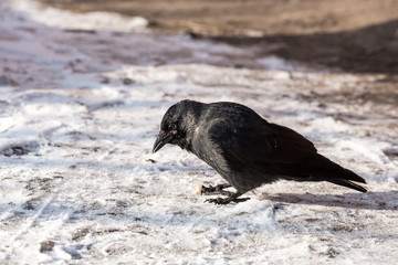 Common raven (Corvus corax). Wild life animal.