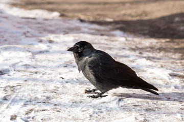 Common raven (Corvus corax). Wild life animal.