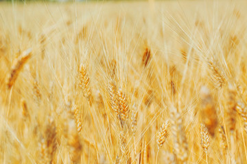 Gold wheat field and blue sky