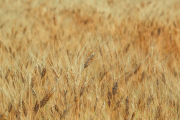 Gold wheat field and blue sky