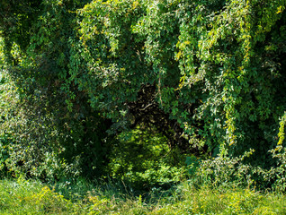 Obraz premium Walkway with trees