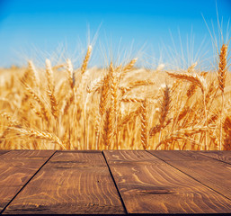 Gold wheat field and blue sky