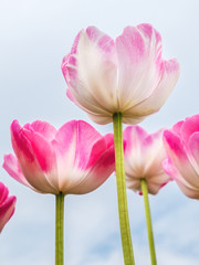 Red and white tulips