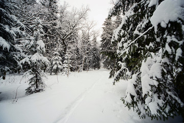 смешанный зиний лес в снегу за городом © bu_photo