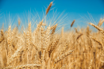 Gold wheat field and blue sky