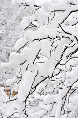 Tree branches after heavy snowfall