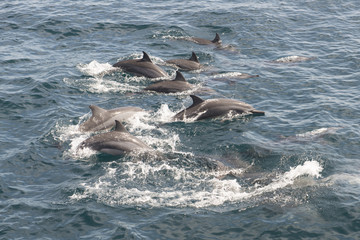 Grupo de delfines nadando en el oceano Indiano, Sri Lanka. 