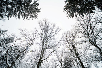 смешанный зиний лес в снегу за городом