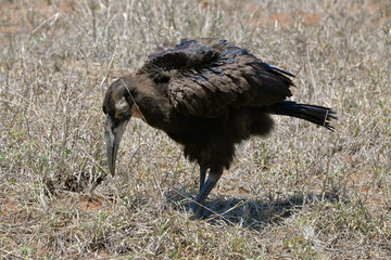 Burcove du Sud, oiseau, Afrique