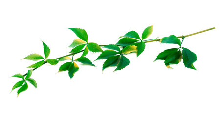 Green twig of grapes leaves (Parthenocissus quinquefolia foliage