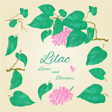 Lilac branch and leaves and flowers vector