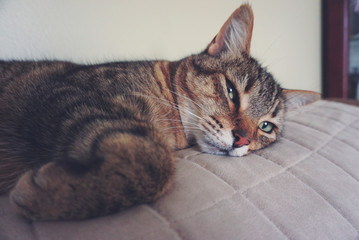 Lazy cat on the couch