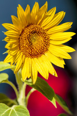 Sunflower on Red & Blue Background
