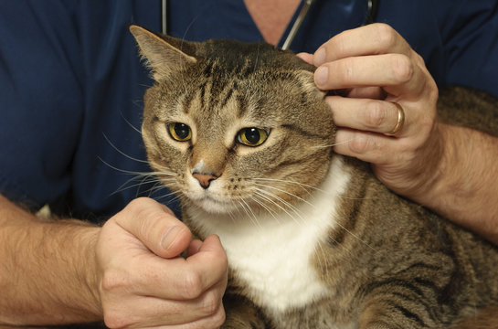 Tabby cat with the vet