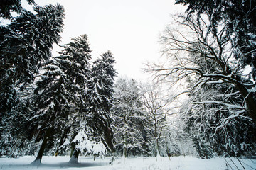 смешанный зиний лес в снегу за городом © bu_photo