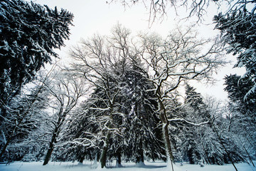 смешанный зиний лес в снегу за городом © bu_photo