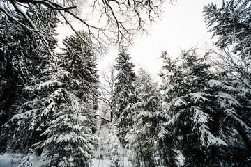 смешанный зиний лес в снегу за городом © bu_photo