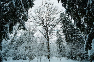смешанный зиний лес в снегу за городом © bu_photo