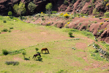 deux chevaux dans un pré , à côté de roches rouge typique de la région du Salagou, Hérault 
