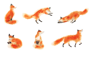 Set of watercolor red fluffy foxes in motion on white. Sitting fox, sleeping fox, playing fox, jumping fox, going foxy. Hand drawn illustration.