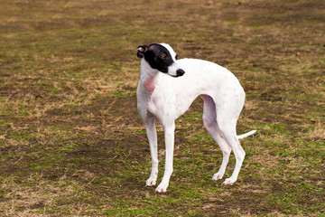 Whippet stands. The Whippet stands in the city park.