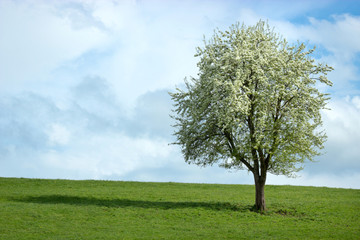 Fototapeta na wymiar cerisier fleuri dans un pré vert avec ciel bleu gris