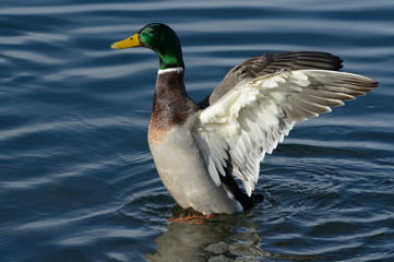 Mallard duck drake spreading wings