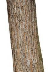 Tree bark texture isolated on white, oak wood background