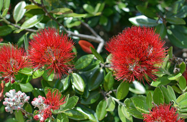 Closeup View of Pohutukawa Flowers in Summer.