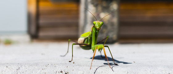 Pregnant Female Praying Mantis