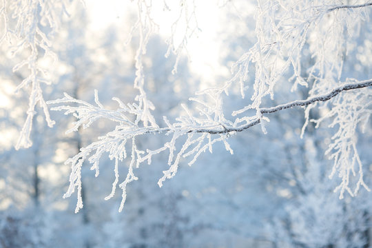 Wallpapers Branch In Hoarfrost On A Background Of Snow-covered Trees