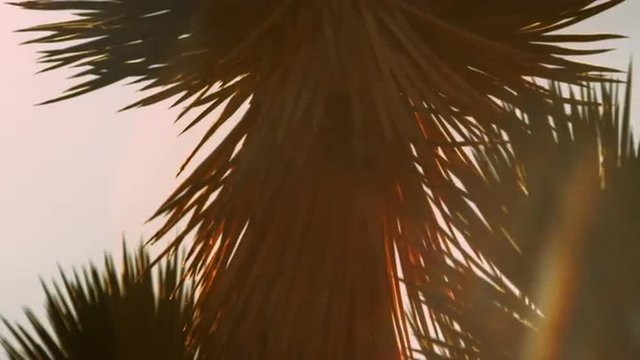 Pan joshua tree head during sunset