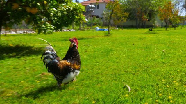 chasing chicken cock outdoor, funny running following