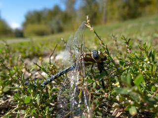 Closeup of Dragonfly Feeding on Prey
